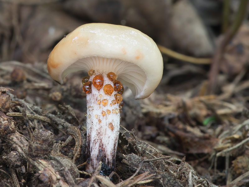 Gomphidius maculatus